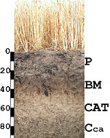 (10) Профиль агрокаштановой почвы