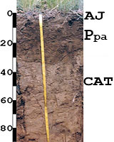 (11) Профиль агрокаштановой почвы