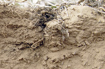 (20) Корково-подкорковый микропрофиль (akl) диагностирует Ксерогумусовый подтип бурых аридных почв