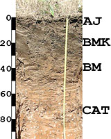 (9) Профиль каштановой почвы