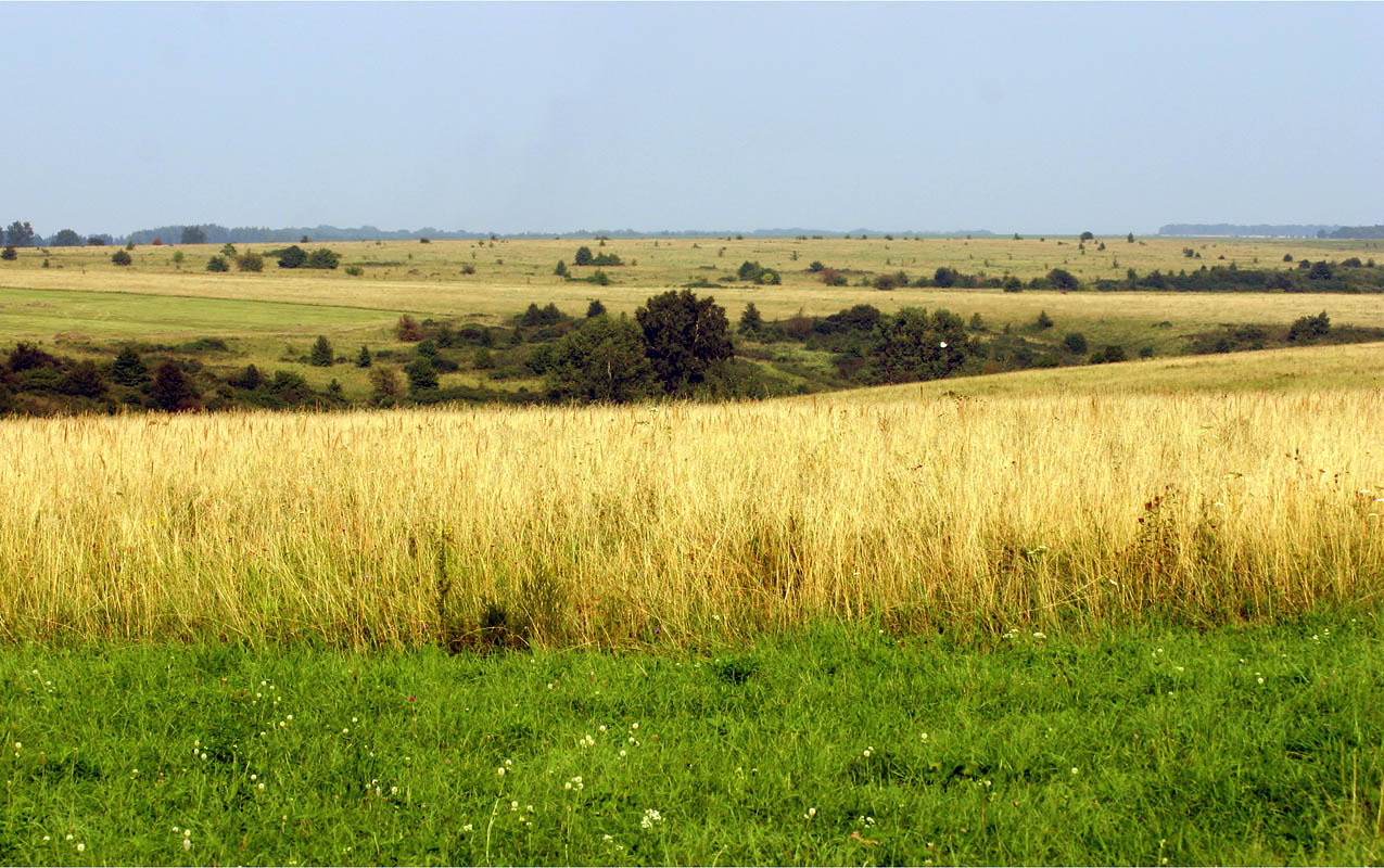 Лесостепь